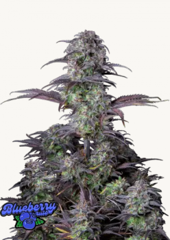 Samen 3x Original Blueberry Automatik Fast Buds